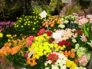 「フラワード松浦」　（滋賀県草津市）の花屋店舗写真2